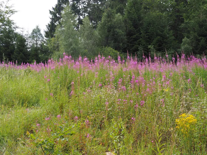 Parc Chlorophylle (Belgium)